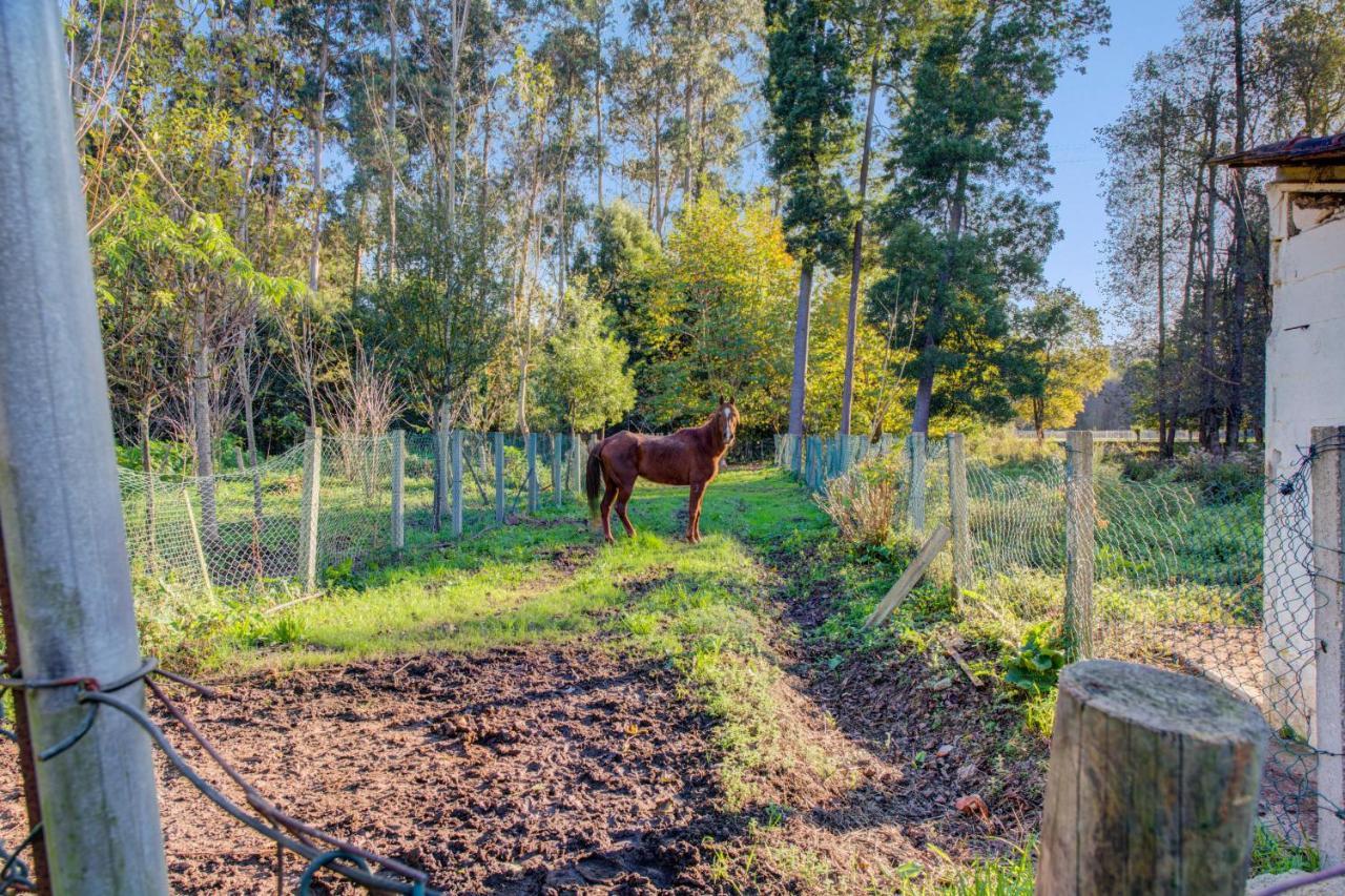 Casa Do Moinho Rural Campo E Praia , 9 Pessoas, Animais Benvindos Espinho  Exterior photo